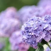 micaの画像