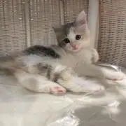 レムの画像