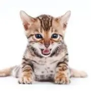 ネコまっしぐら