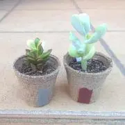 ぼぶやん