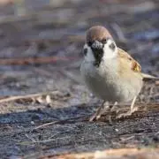 おもちの画像