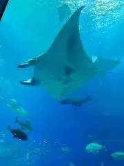 ☆まるちゃん☆プロフ必読の画像