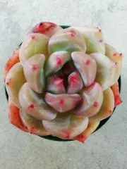 ダークナイト