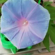 なっちゃんの画像