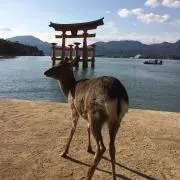 ぴいの画像