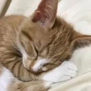 ユーマの画像