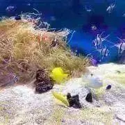 mitsuhaの画像