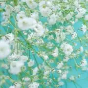 さとの画像