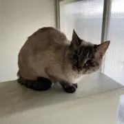 SKCの画像
