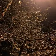 すいれんの画像