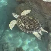 旅人の画像