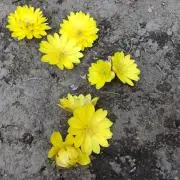 さるなし