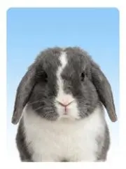 たからめ