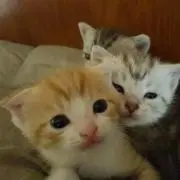 こりどらすの画像