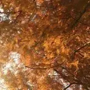 オレンジの画像
