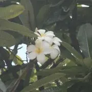 かいの画像