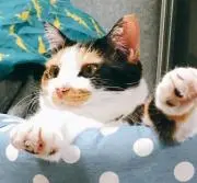 マア