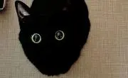 apooo