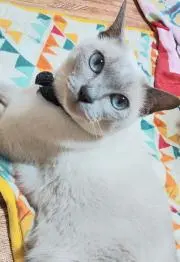 Y.I