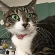 Pkiraraの画像