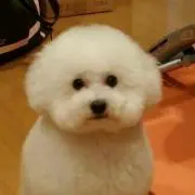 とりっぴーε(。•ө•。)з