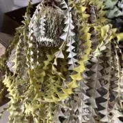 OHANAYAの画像