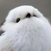 さいとうの画像
