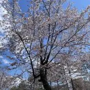 はるるの画像