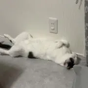 ぷーちゃんの画像