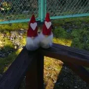 てんとう虫の画像