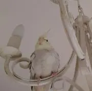osotoの画像