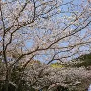 はなびの画像