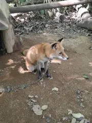 鈴の画像