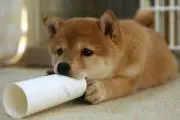 さくら