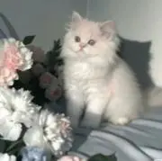 いちごみるく プロフ確認お願いします♡の画像