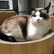 RUU