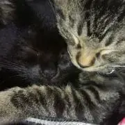 ち む .