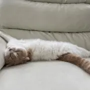 MIKOの画像