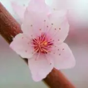 すもも