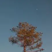 ピーPーの画像