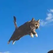 pocopoco