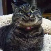 猫大好きの画像