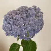 BLTの画像