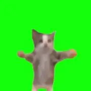 ハチワレ
