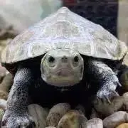 ミシピッピアカミミガメ