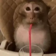 にんにく姫の画像