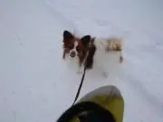 コボ