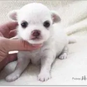 ともちゃん