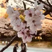 さくら