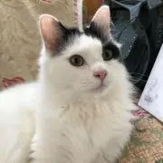 うさこの画像